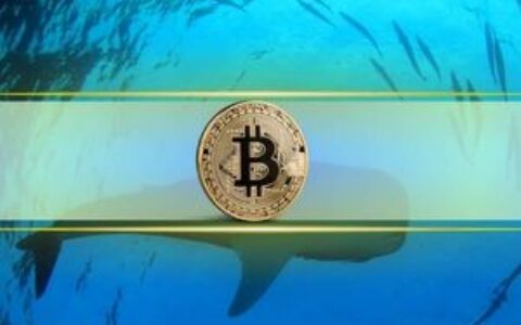 比特币价格回调：鲸鱼与散户投资者如何应对市场波动