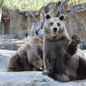 比特币市场分析图表