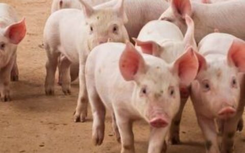 美国联邦特工查获6100万美元USDT，与’杀猪盘’加密货币诈骗有关